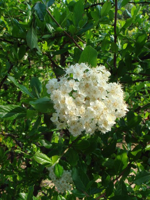 Pyracantha crenulata 'Rodgersiana' fleur P26